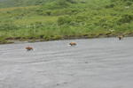 Bear Viewing Kodiak Island Alaska